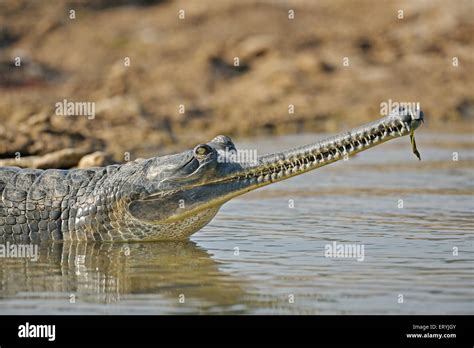 Fish Eating Crocodile