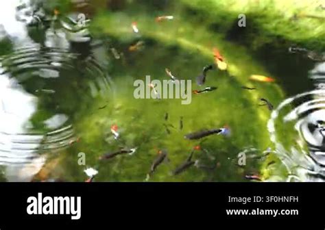 Fish Ecosystem