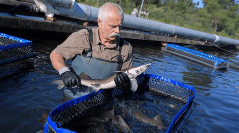Fish Farming Business