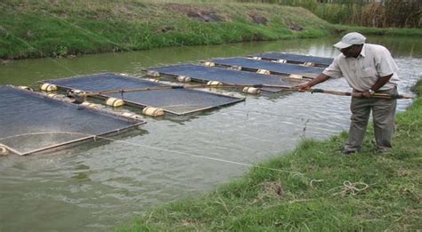 Fish Farming Project
