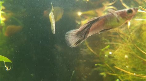 fish in community pond endler guppy and pseudomugil swimming …