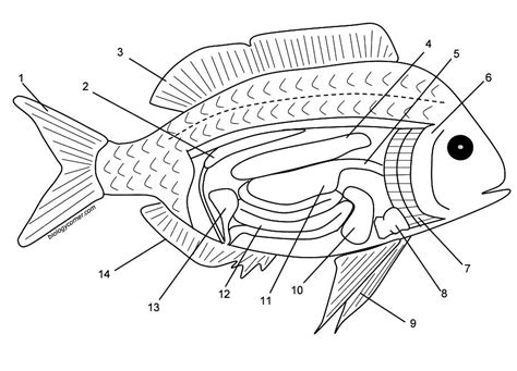 Fish Internal Anatomy Coloring Answer Key