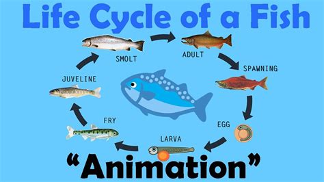 Fish Life Cycle Animation Youtube Fish Life Cycle For Kids - Fish Life Cycle For Kids