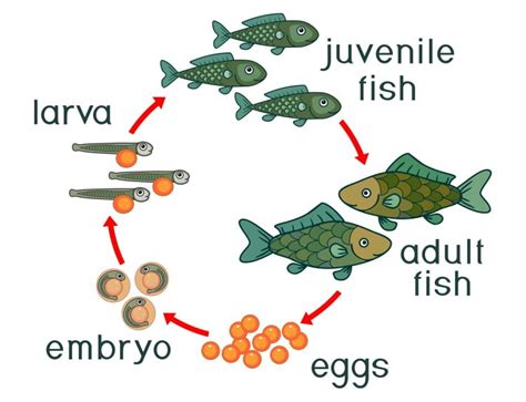 Fish Life Cycle Learn About Nature Fish Life Cycle For Kids - Fish Life Cycle For Kids