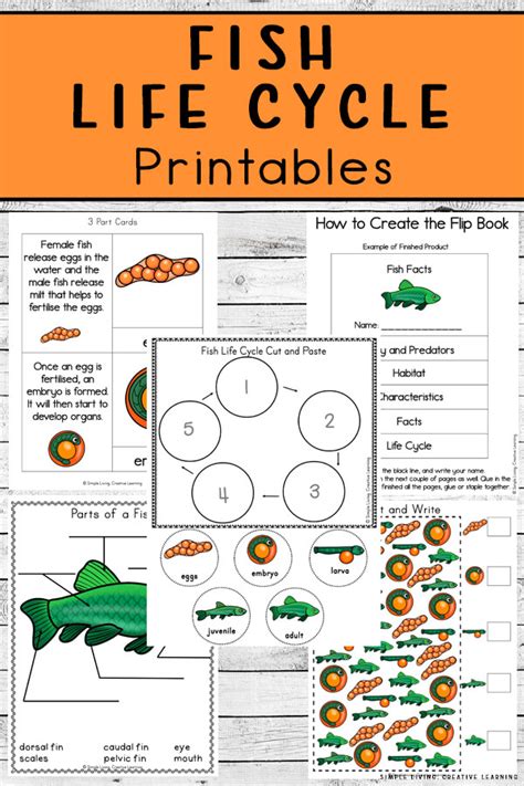 Fish Life Cycle Printables Simple Living Creative Learning Fish Life Cycle For Kids - Fish Life Cycle For Kids
