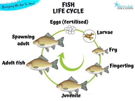 Fish Life Cycle Resources For Year 3 And Fish Life Cycle For Kids - Fish Life Cycle For Kids