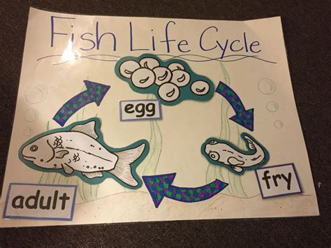 Fish Life Cycle Teaching Great Lakes Science Michigan Fish Life Cycle For Kids - Fish Life Cycle For Kids