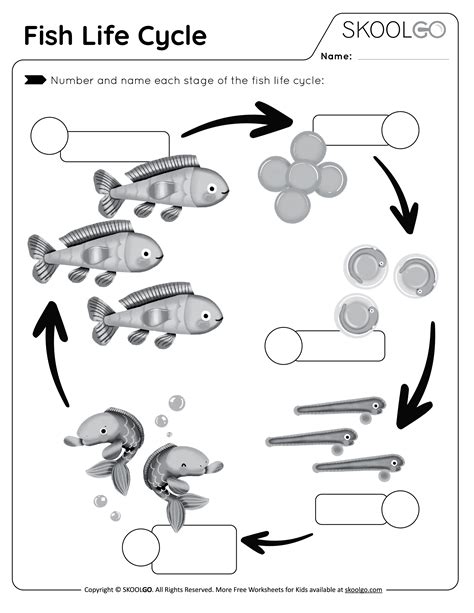 Fish Life Cycle Worksheet A Fun Way To Fish Life Cycle For Kids - Fish Life Cycle For Kids