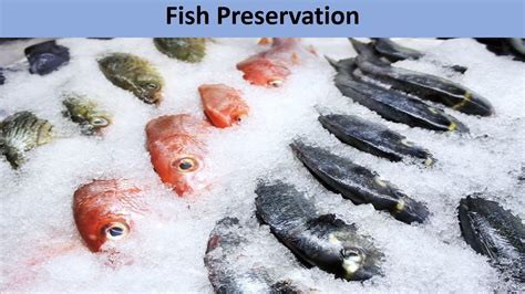 Fish Processing And Preservation Technology Vol 4