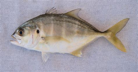 fish species jack crevalle edible