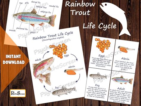 Fish Unit Study Resources Trout Life Cycle Worksheet - Trout Life Cycle Worksheet