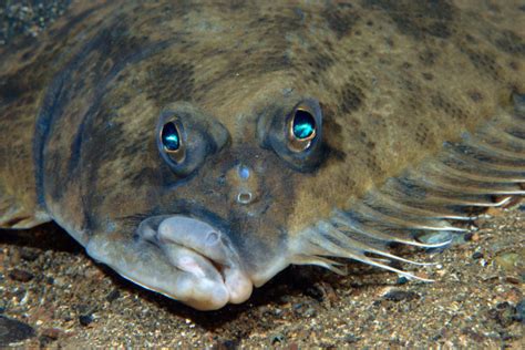 Fish Whose Eyes Migrate Nyt