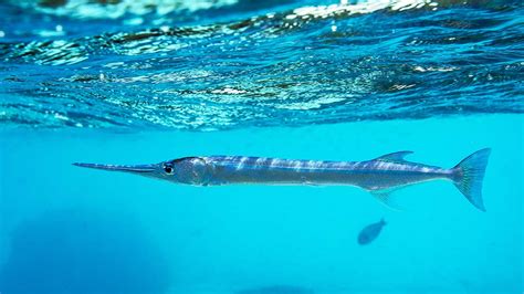 fish with long face