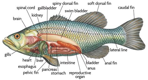 Full Download Fish Anatomy Guide Answers 