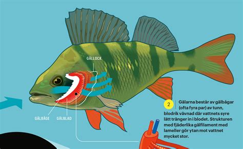 fiskar gälar