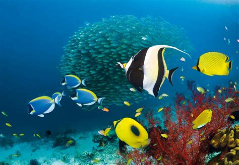 fiskar i korallrev
