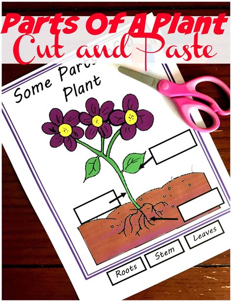 Five Free Irresistible Parts Of A Plant Worksheets Parts Of The Plant Worksheet - Parts Of The Plant Worksheet
