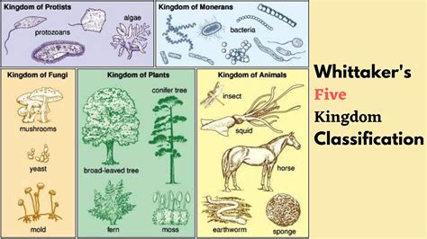 Five Kingdom Classification Kingdoms Features Examples Quot Life Bacteria Typical Monerans Worksheet Answers - Bacteria Typical Monerans Worksheet Answers
