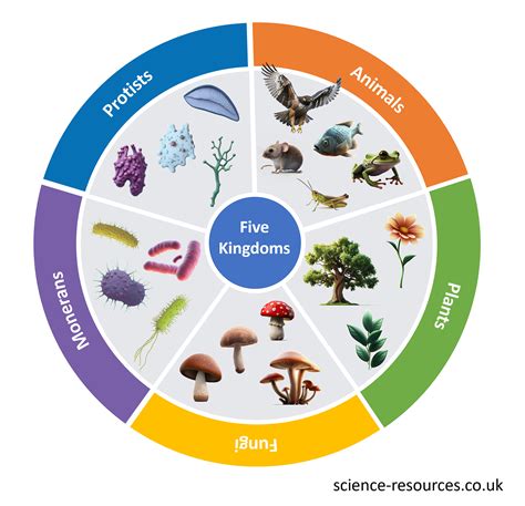 Five Kingdoms Of Living Things Worksheets