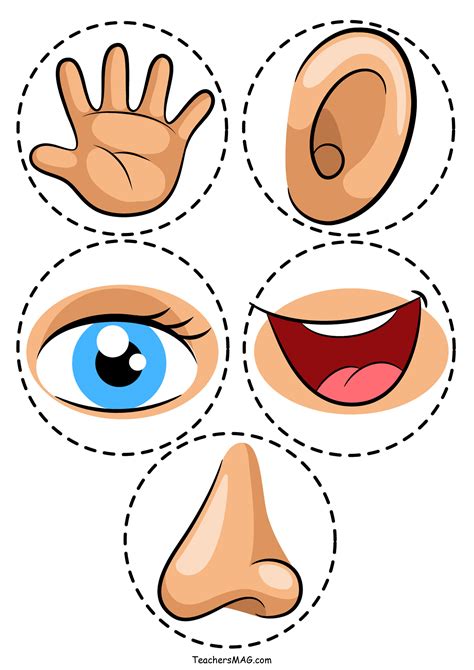 Five Senses Activities For Preschool Printable Worksheets Printable Pictures Of The Five Senses - Printable Pictures Of The Five Senses