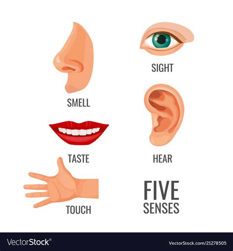 Five Senses Body Parts Five Senses Illustrations With Picture Of Five Sense Organs - Picture Of Five Sense Organs