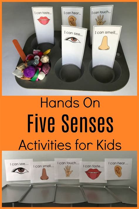 Five Senses Science   Simple Science The 5 Senses By Linda Groce - Five Senses Science