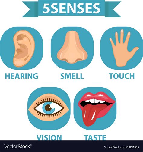 Five Senses See Hear Touch Smell Taste Super Sense Of Sight Worksheet - Sense Of Sight Worksheet