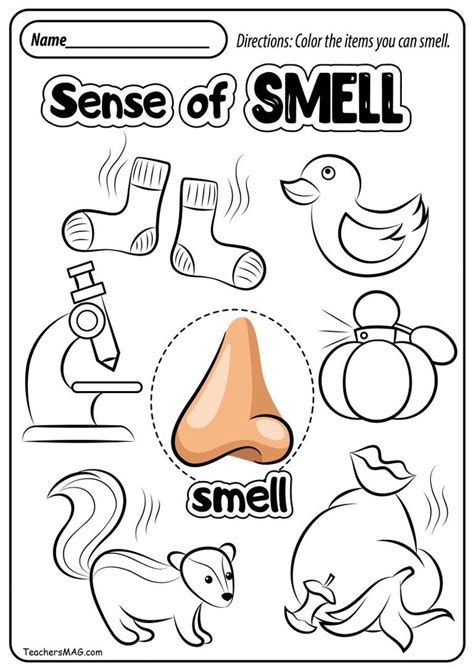 Five Senses Worksheets Teachersmag Com The Senses Worksheet - The Senses Worksheet