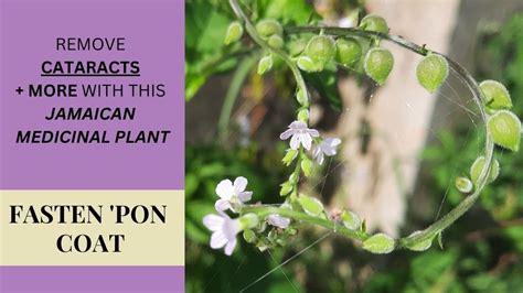 fixing a fasten on a coat