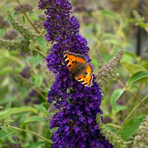 fjärilsbuske giftig