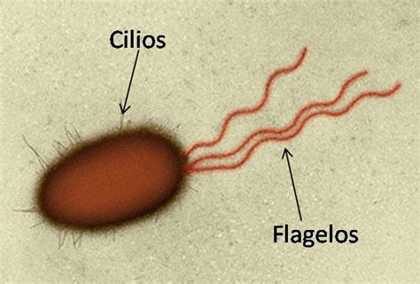 Flagelos E Cílios