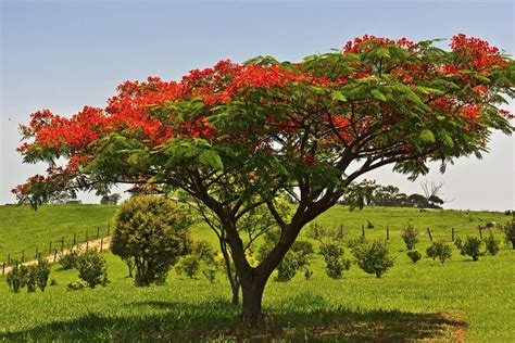 flamboyan artinya | Arti kata flamboyan Kamus Besar Bahasa Indonesia