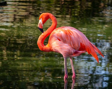 flamingo