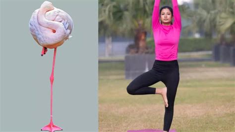 Flamingo Balance Test