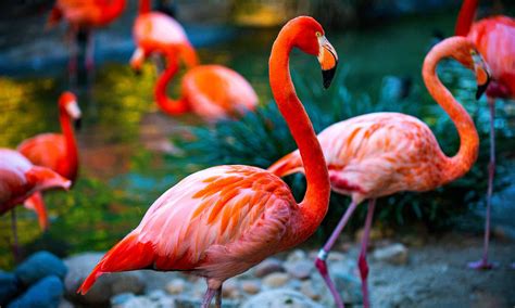 flamingo color