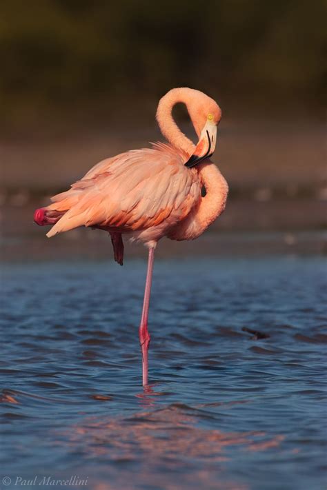 flamingo florida
