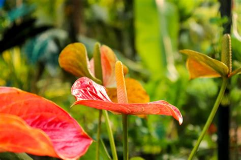 flamingoblomma stickling