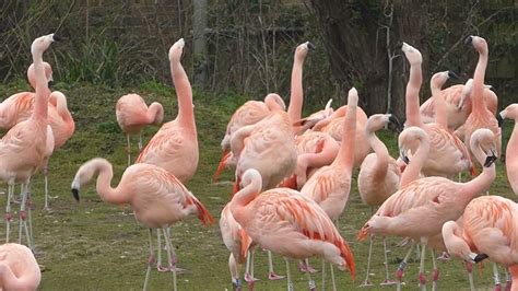 Flamingos Head Flagging