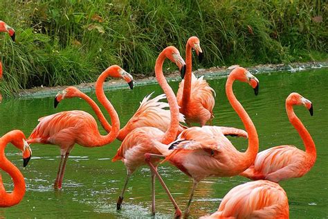 flamingos-4