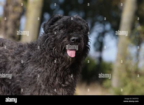 Flanders Cattle Dog