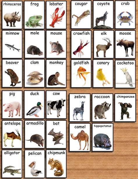 Read Flash Cards Animals Of All Kinds 