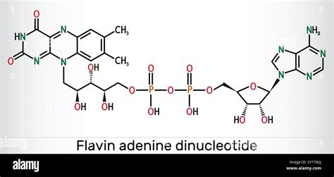 Flavin Adenine Dinucleotide