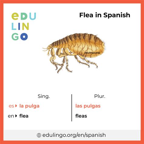 Flea In Spanish Language