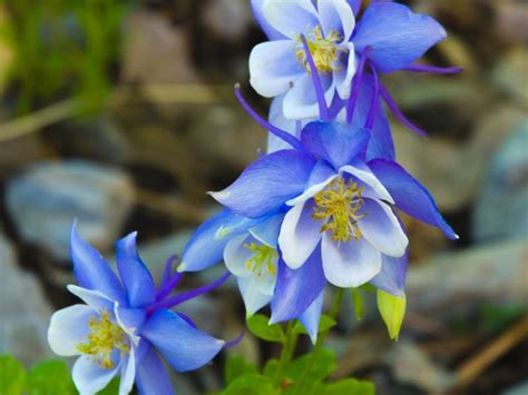 fleurs des alpes