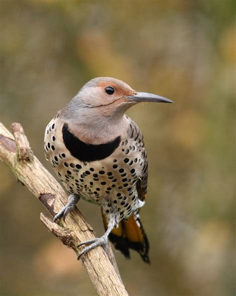 flicker