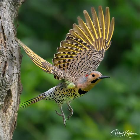 flicker