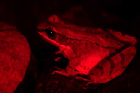 Flirting Female Frogs Blink To Beckon Potential Princes Potential In Science - Potential In Science