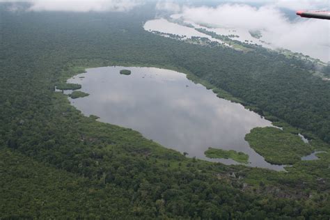 Floating Forest Amazon
