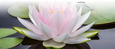 Floating Lotus Wellness All You Need To Know Float Science Nyc - Float Science Nyc