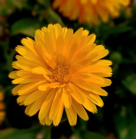 flor amarilla